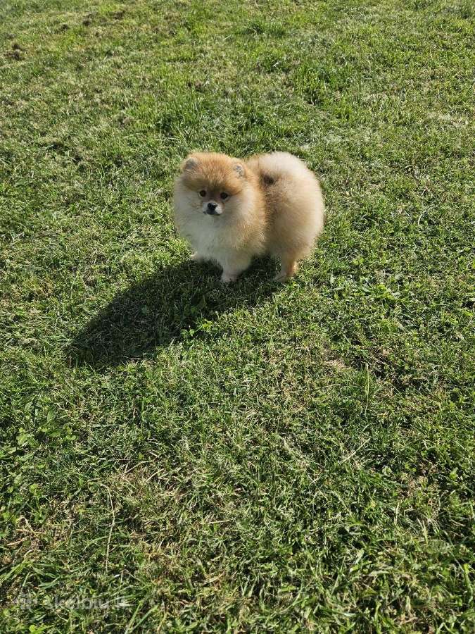 Pomeranijos nykštukinių špicai Boo - nuotraukos Nr. 9