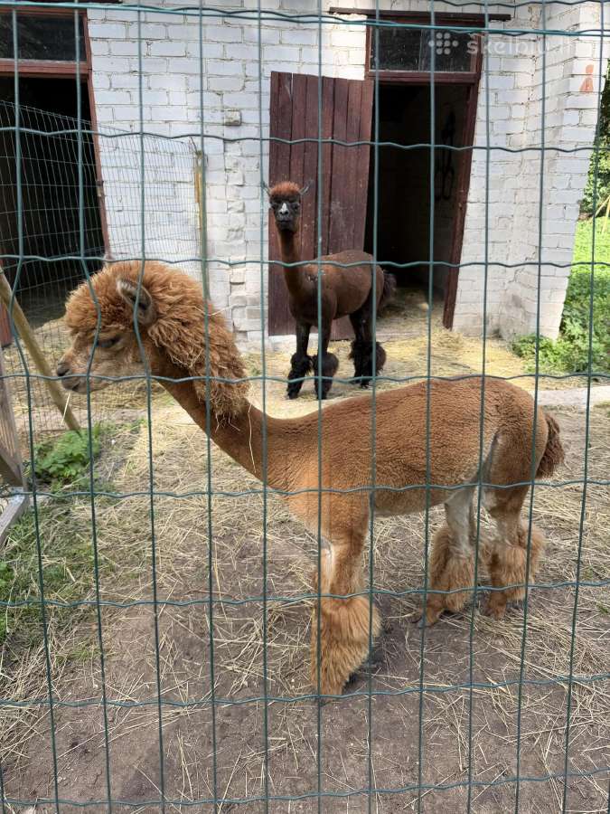 Parduodu-keičiu alpakas - nuotraukos Nr. 3