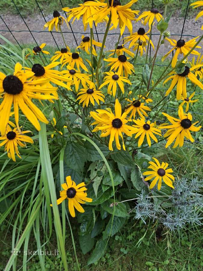 Rudbekija - nuotraukos Nr. 2