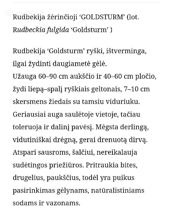 Rudbekija - nuotraukos Nr. 3