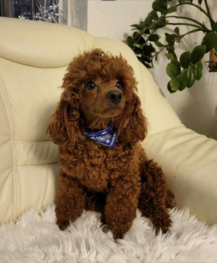 Cavapoo šuniukai - nuotraukos Nr. 3