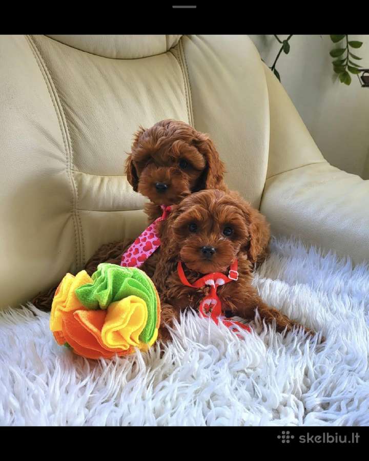 Cavapoo šuniukai - nuotraukos Nr. 2