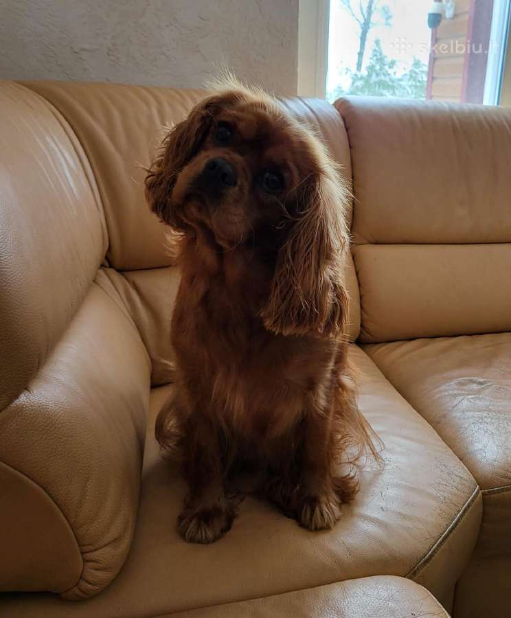 Cavapoo šuniukai - nuotraukos Nr. 4