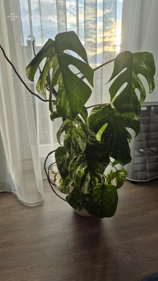 Monstera variegata - nuotraukos Nr. 2
