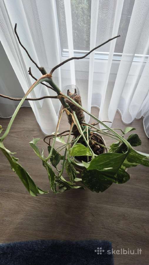 Monstera variegata - nuotraukos Nr. 3