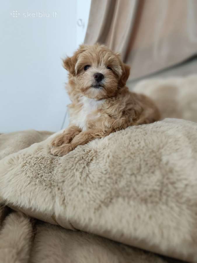 Maltipoo mergytės - nuotraukos Nr. 3