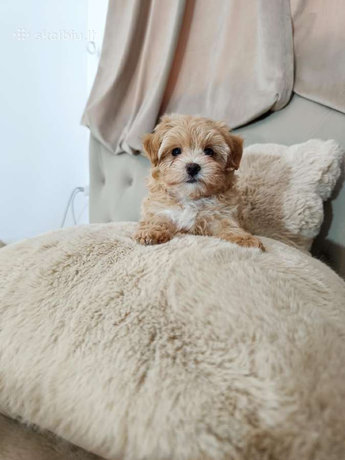 Maltipoo mergytės - nuotraukos Nr. 4