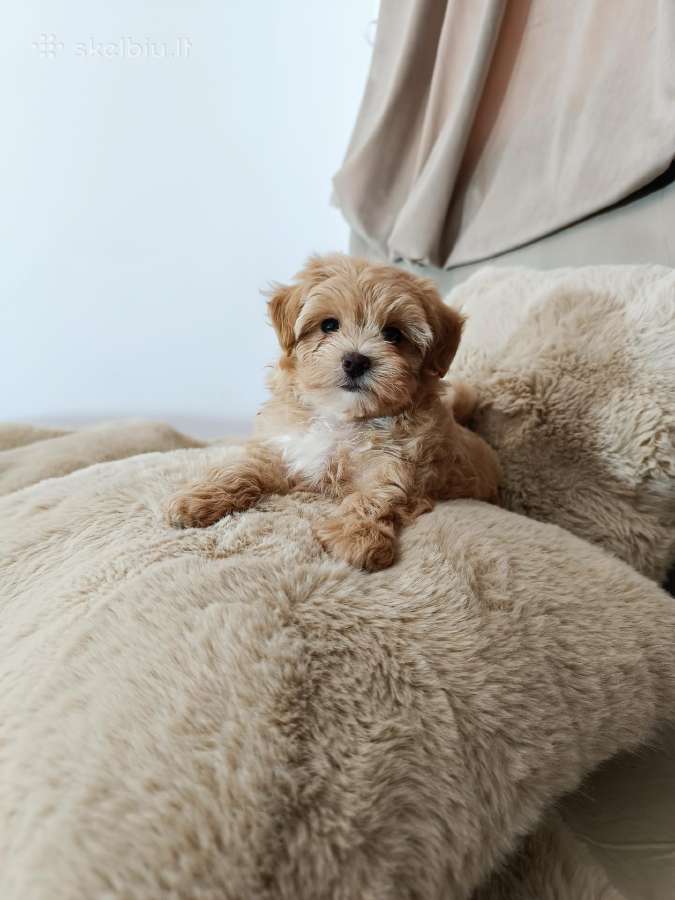 Maltipoo mergytės - nuotraukos Nr. 5