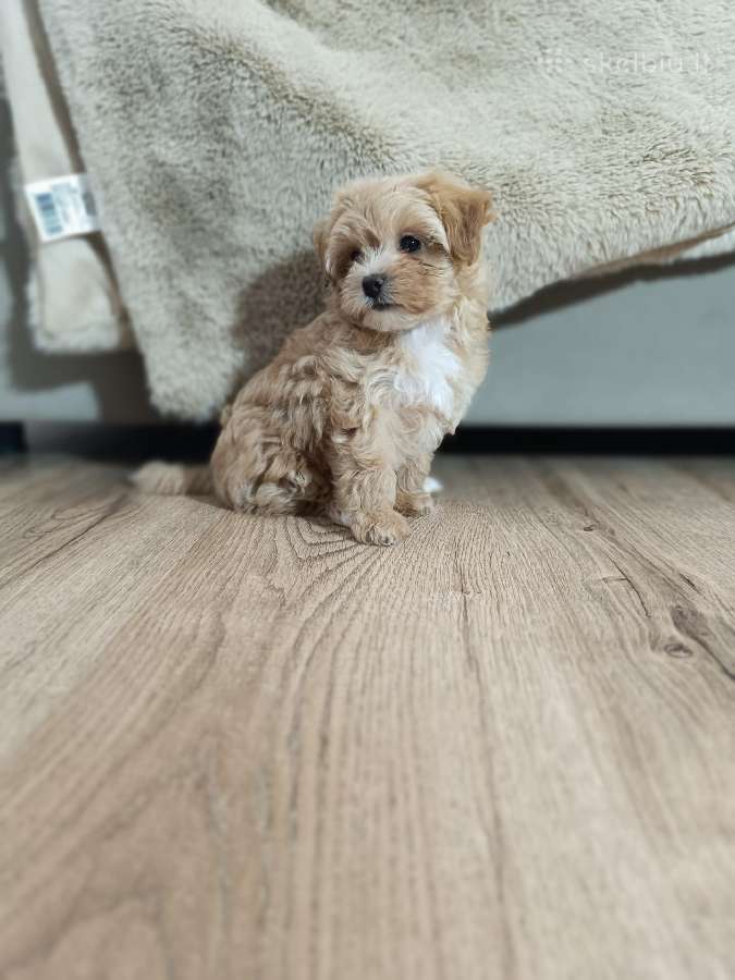 Maltipoo mergytės - nuotraukos Nr. 6