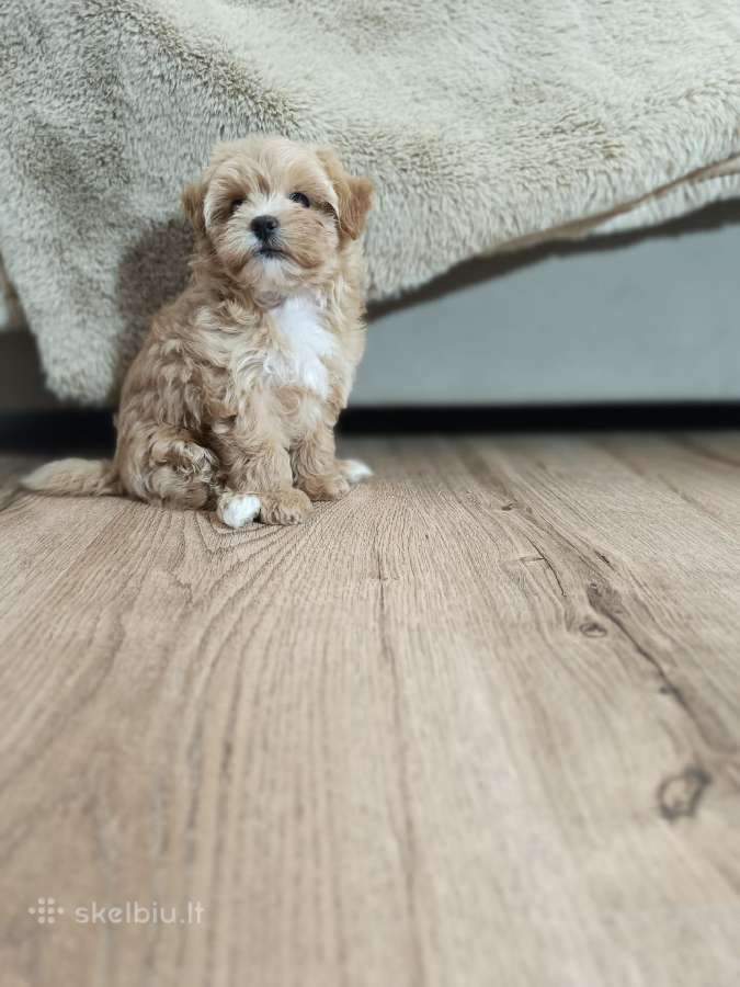 Maltipoo mergytės - nuotraukos Nr. 7