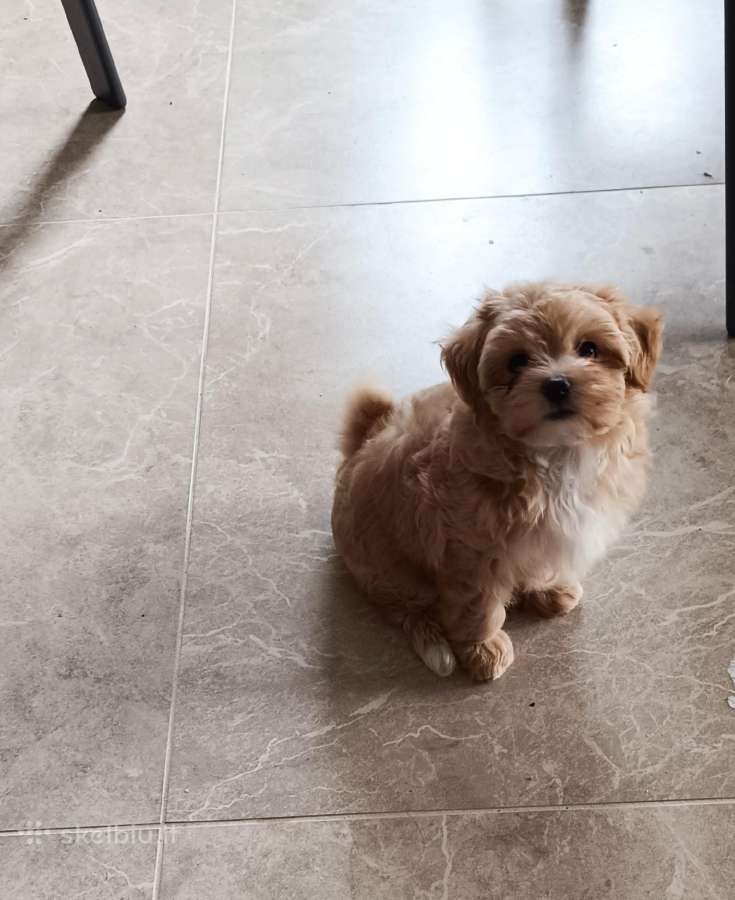 Maltipoo mergytės - nuotraukos Nr. 8