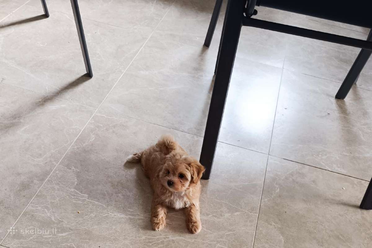 Maltipoo mergytės - nuotraukos Nr. 9