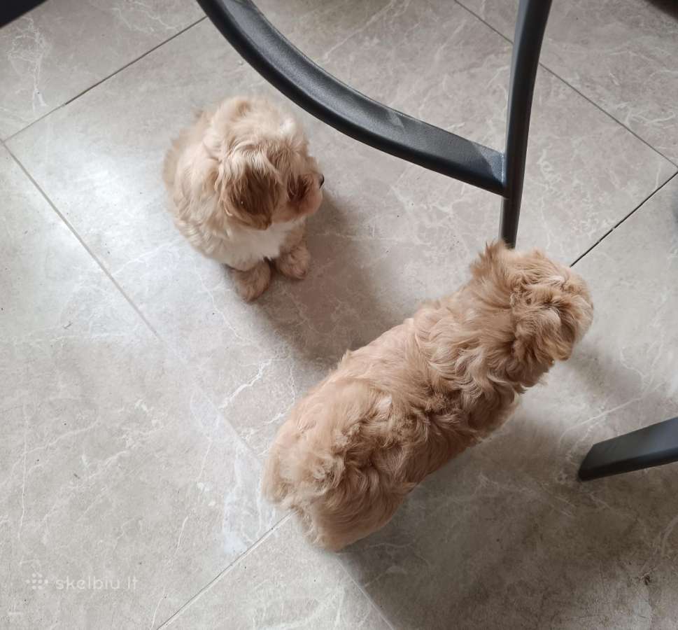 Maltipoo mergytės - nuotraukos Nr. 10