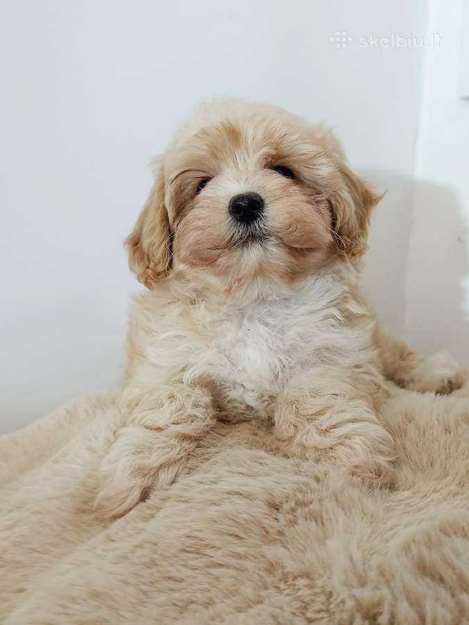 Maltipoo mergytės - nuotraukos Nr. 11