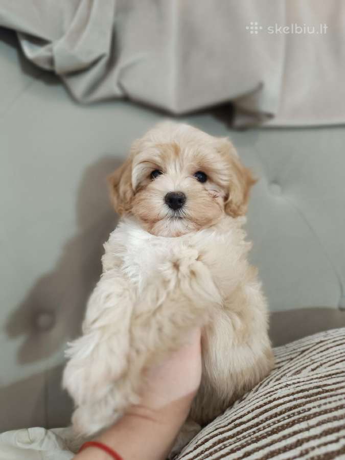 Maltipoo mergytės - nuotraukos Nr. 12