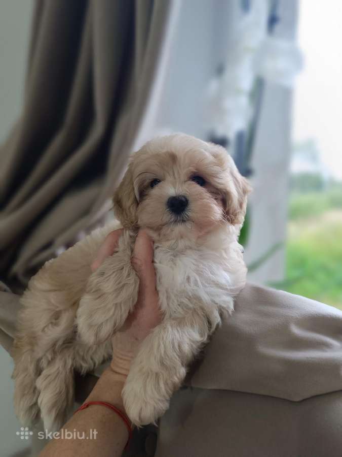 Maltipoo mergytės - nuotraukos Nr. 13