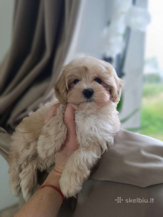Maltipoo mergytės - nuotraukos Nr. 14