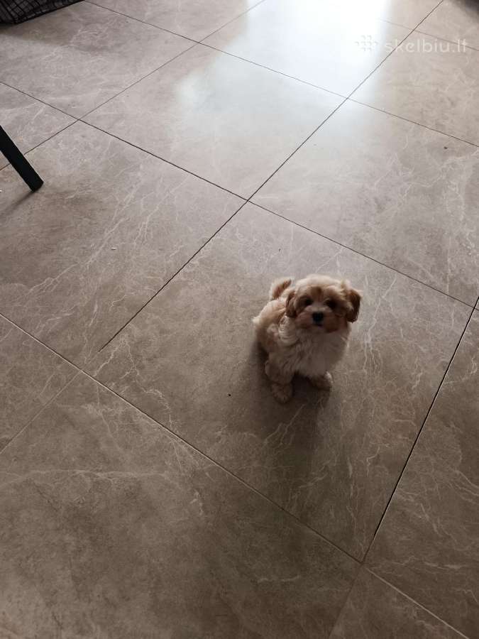 Maltipoo mergytės - nuotraukos Nr. 15