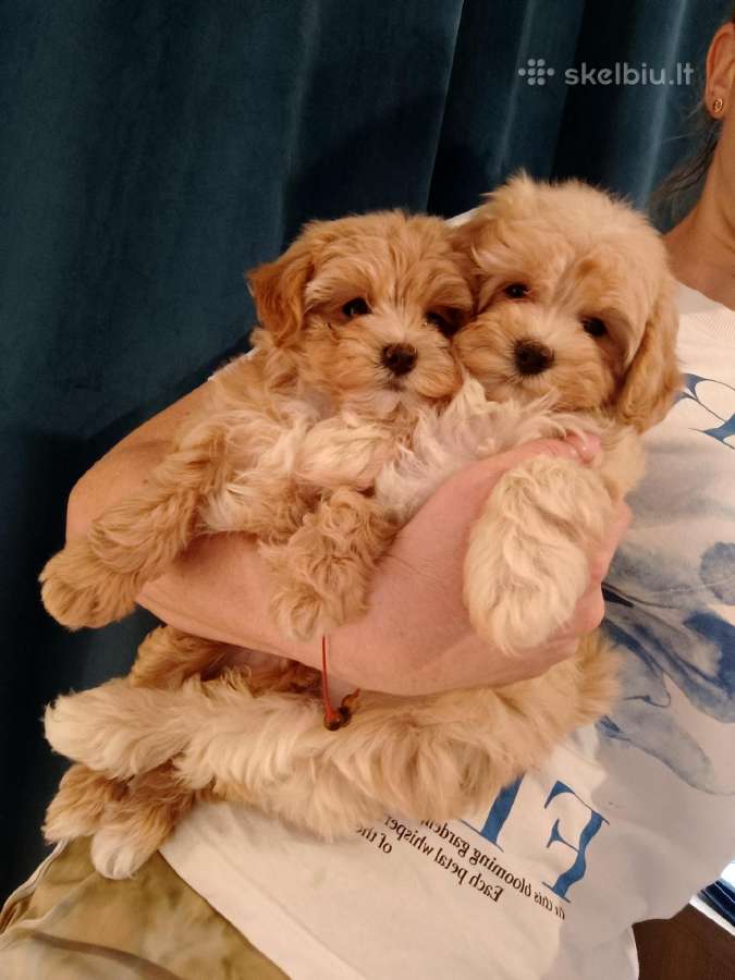 Maltipoo mergytės - nuotraukos Nr. 2