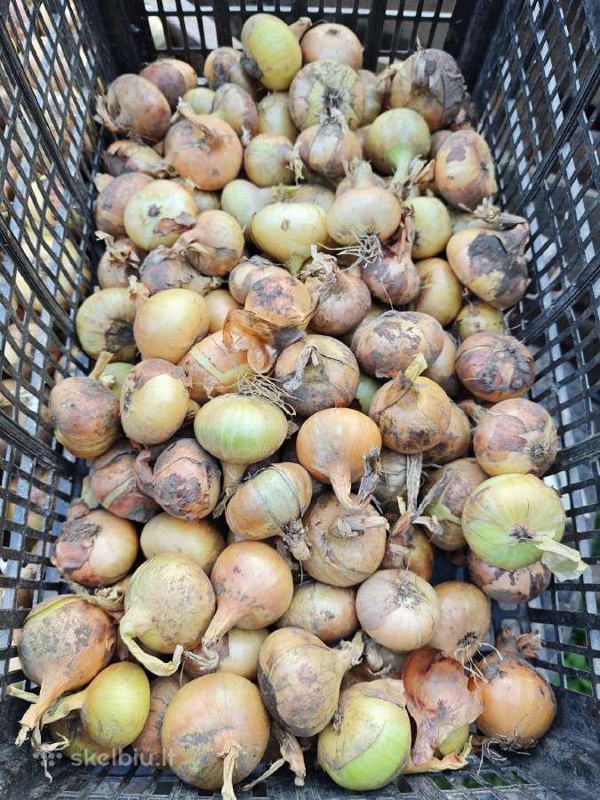 Parduodami „stuttgarter“ Svogūnai - nuotraukos Nr. 2
