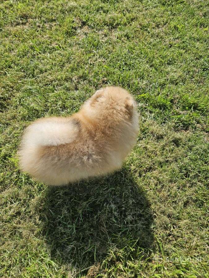Pomeranijos nykštukinių špice Boo - nuotraukos Nr. 7