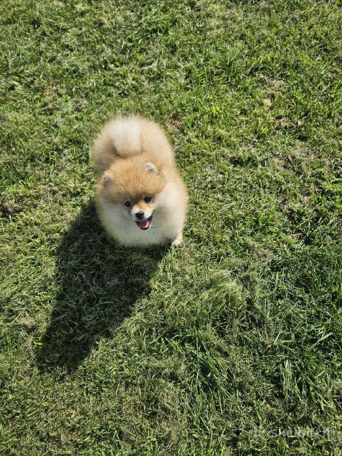 Pomeranijos nykštukinių špice Boo - nuotraukos Nr. 8