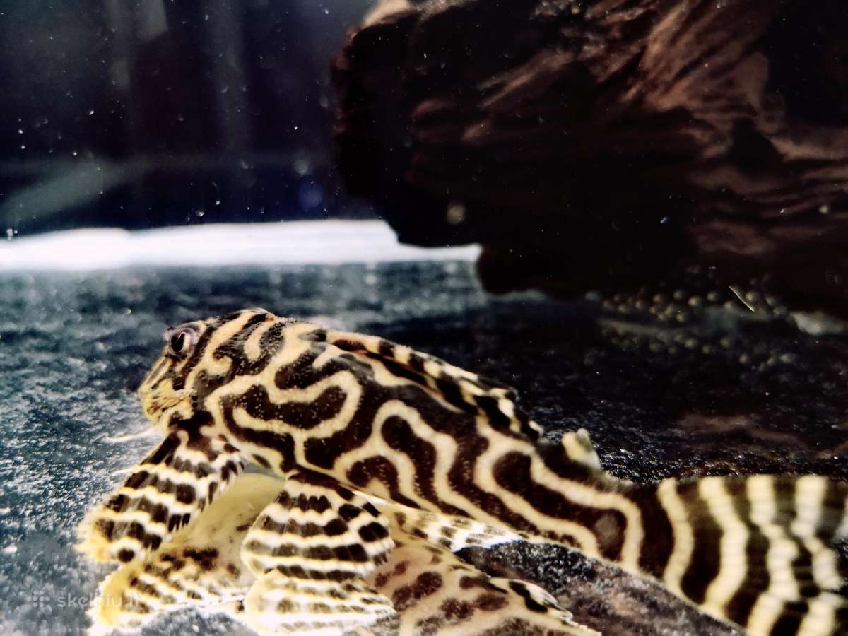 Hypancistrus - nuotraukos Nr. 3