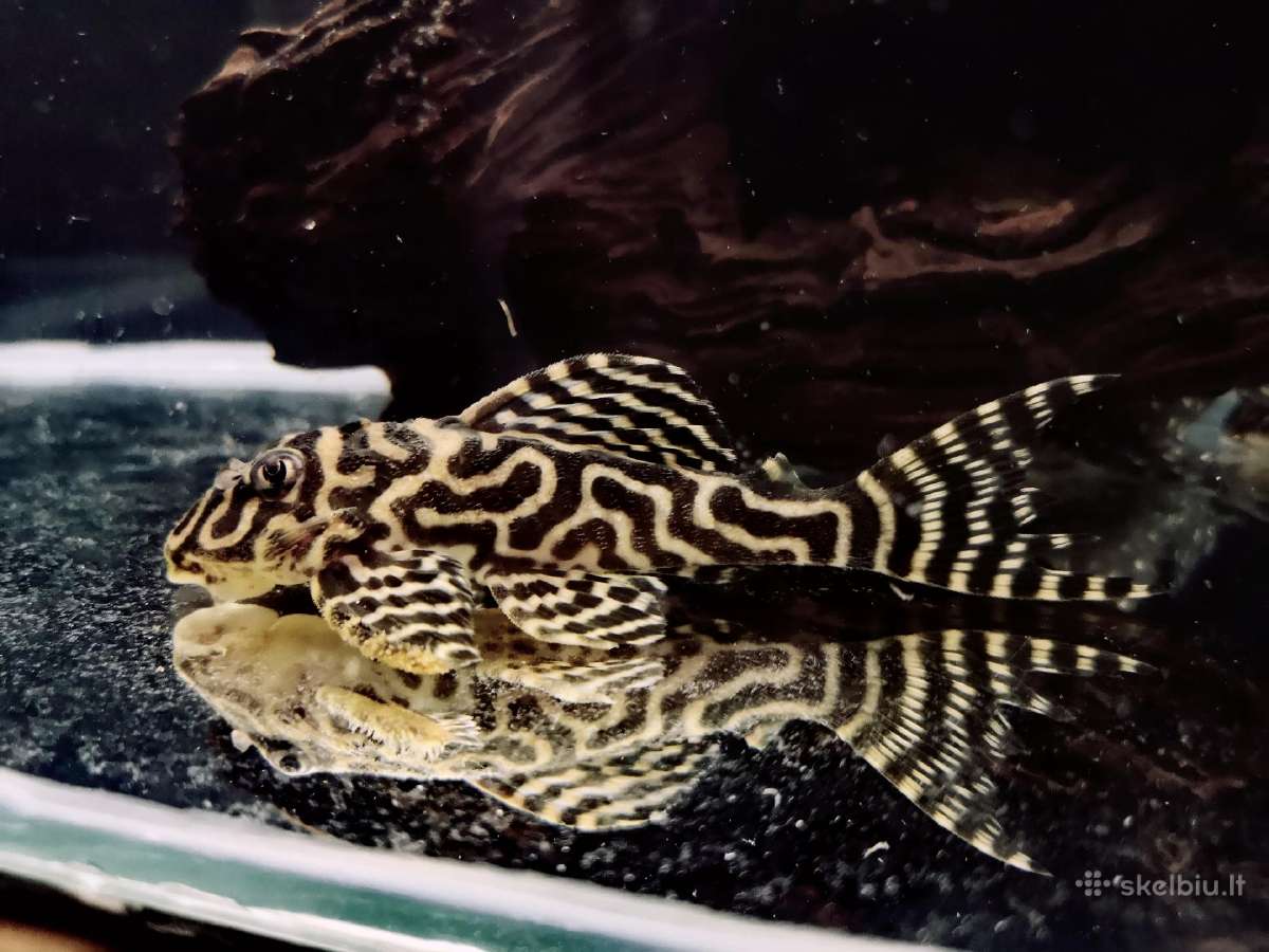 Hypancistrus - nuotraukos Nr. 4