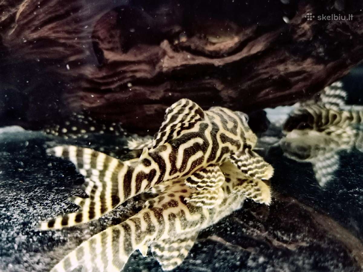 Hypancistrus - nuotraukos Nr. 6