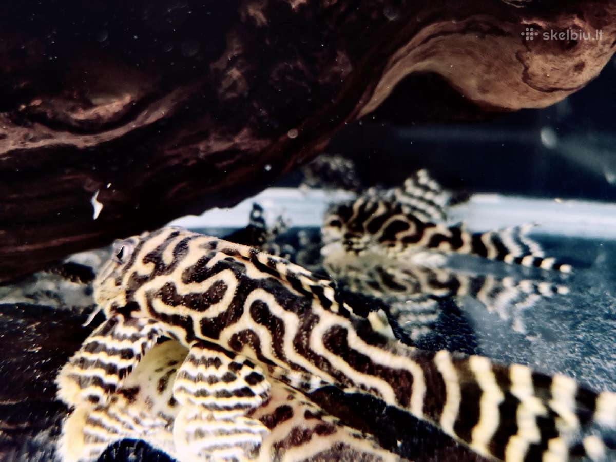 Hypancistrus - nuotraukos Nr. 9