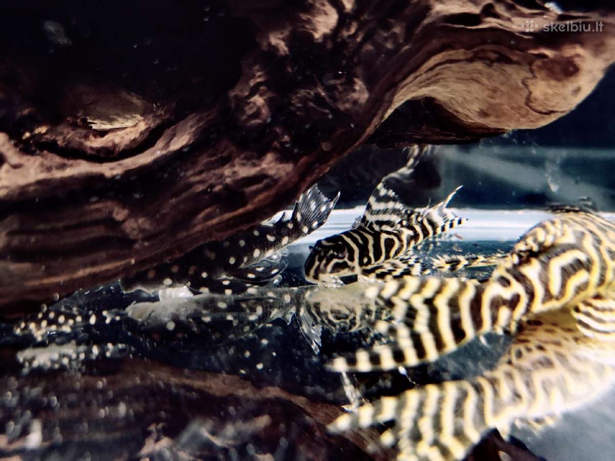 Hypancistrus - nuotraukos Nr. 11