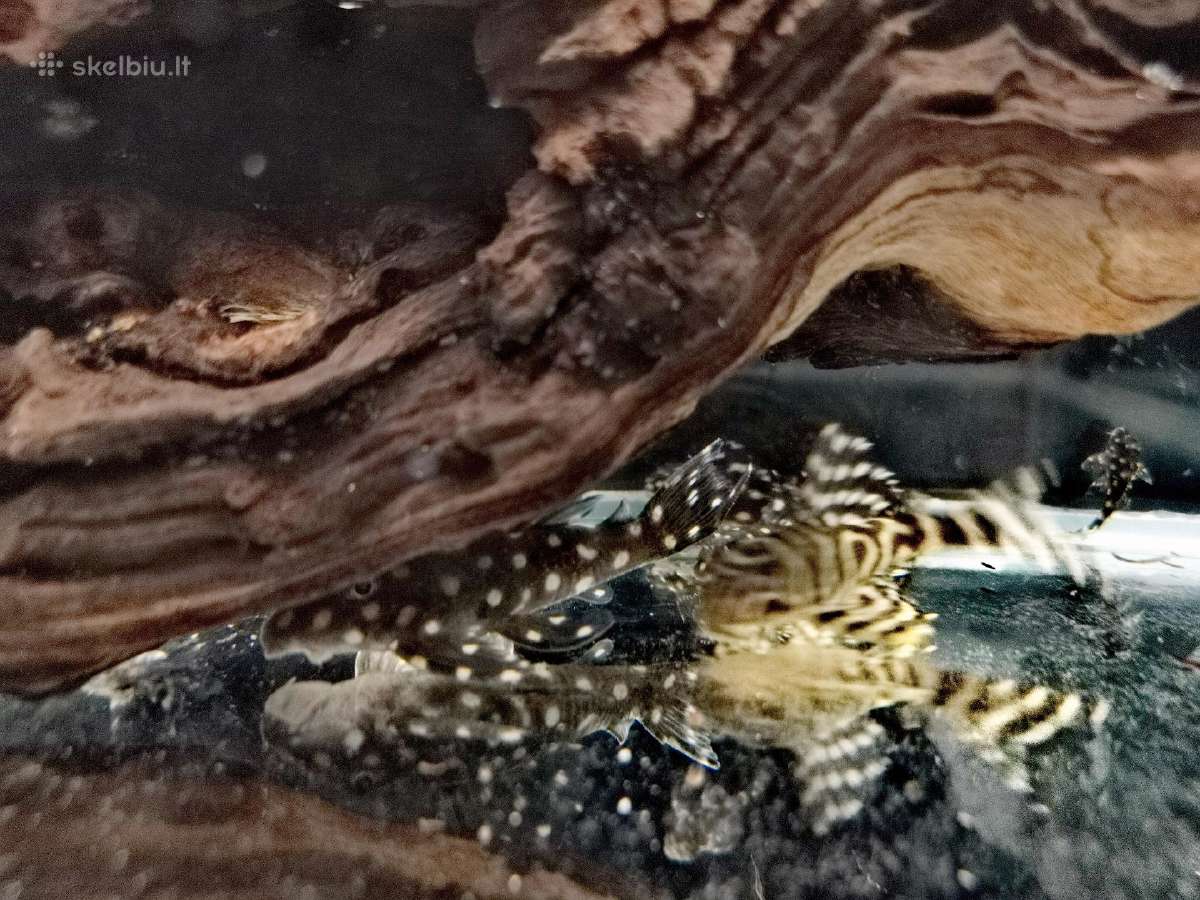 Hypancistrus - nuotraukos Nr. 13