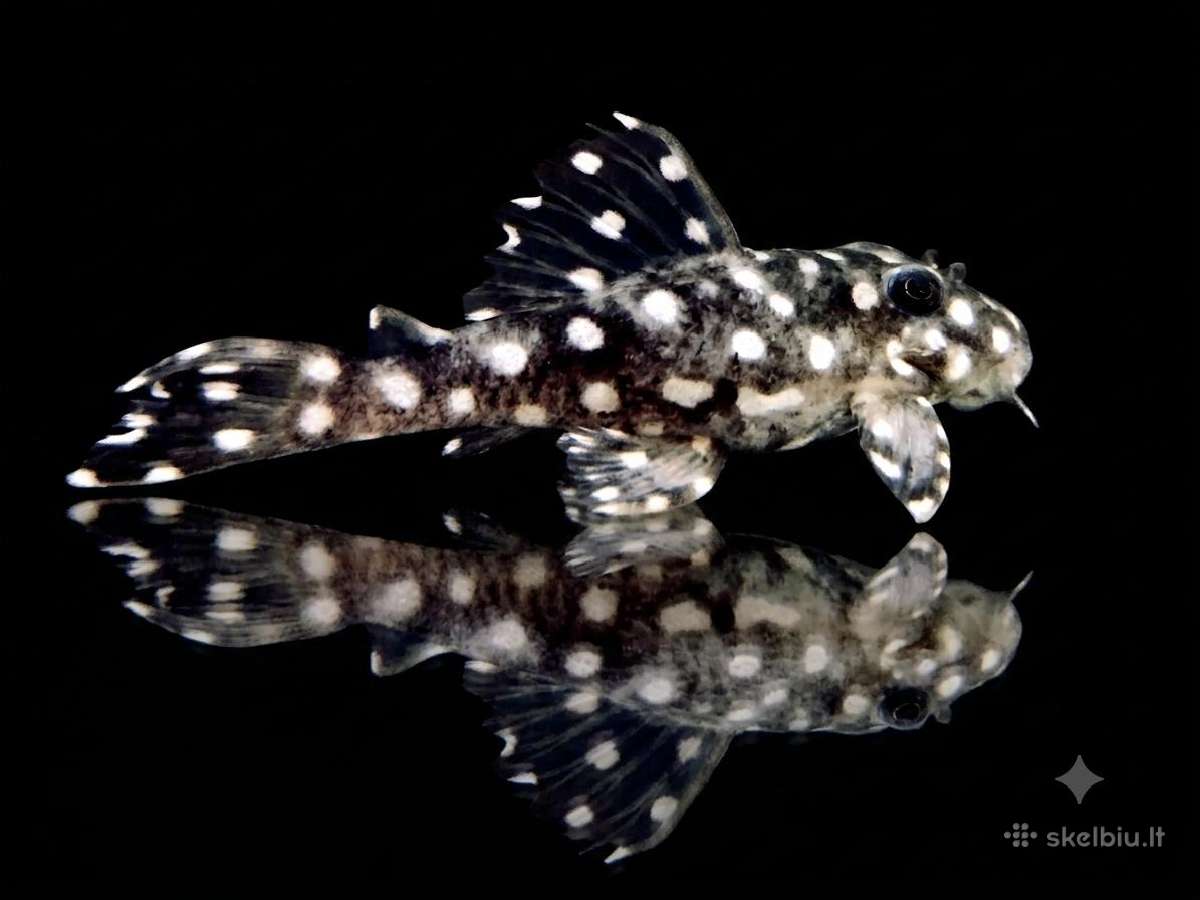 Hypancistrus - nuotraukos Nr. 20