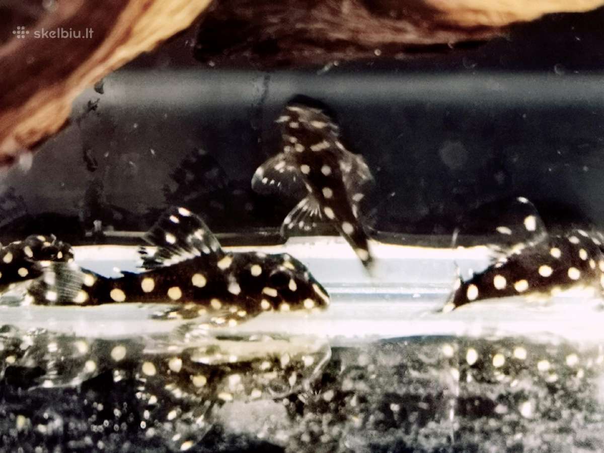 Hypancistrus - nuotraukos Nr. 22