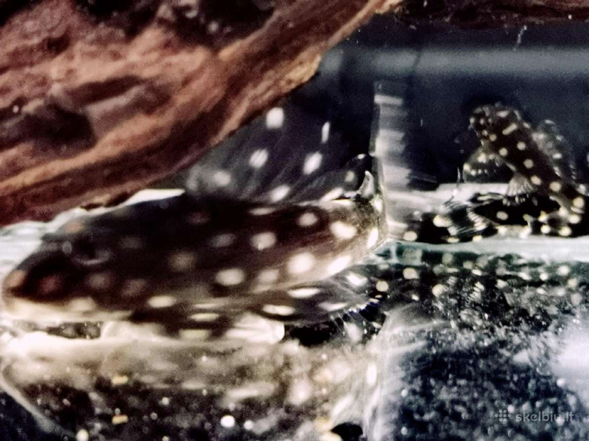 Hypancistrus - nuotraukos Nr. 23