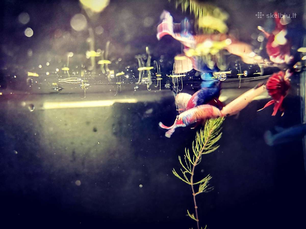 Betta //Plakat - nuotraukos Nr. 6