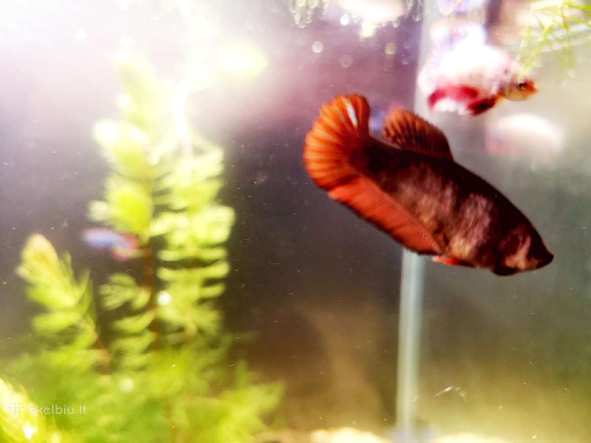 Betta //Plakat - nuotraukos Nr. 7