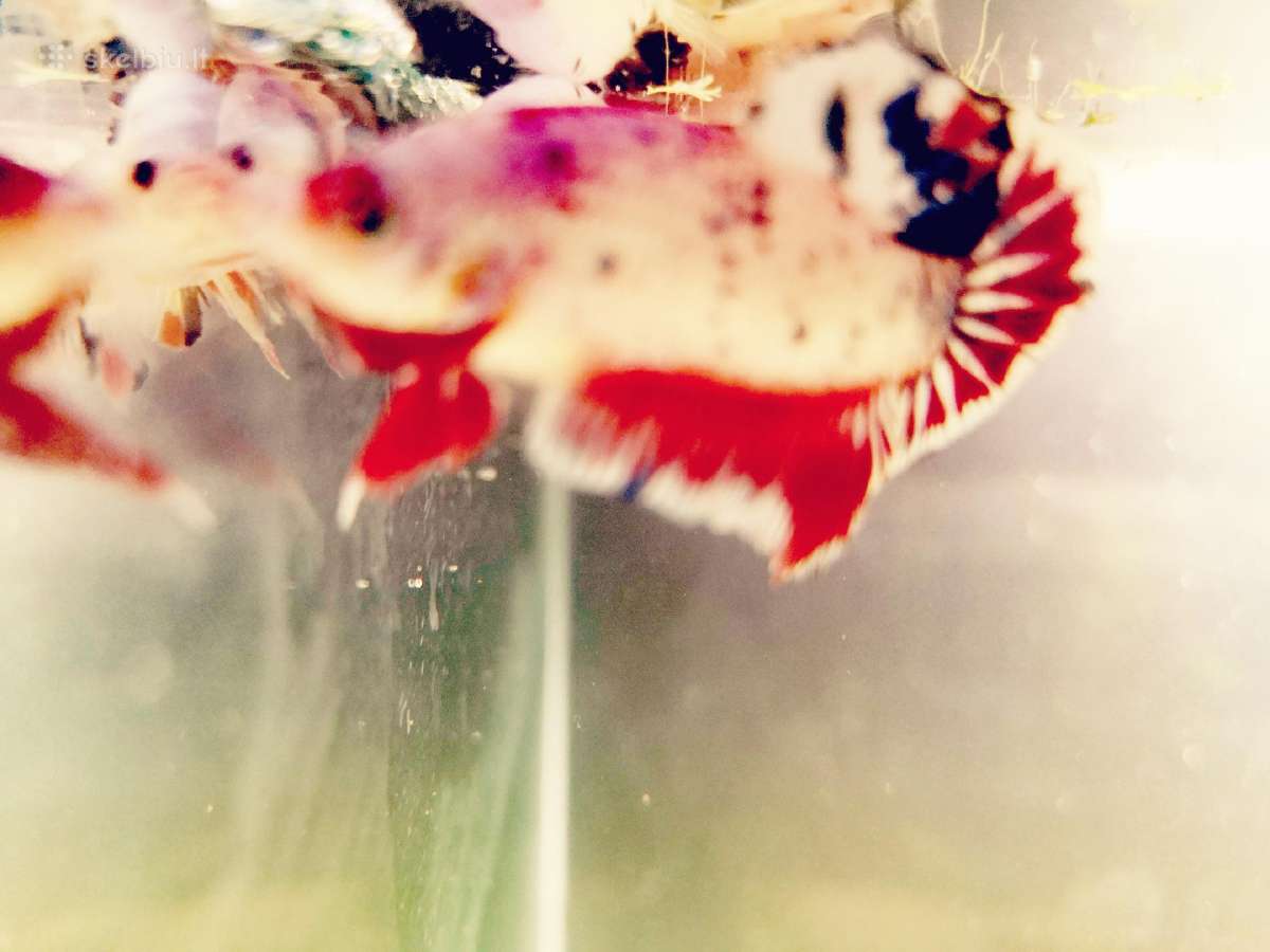 Betta //Plakat - nuotraukos Nr. 12
