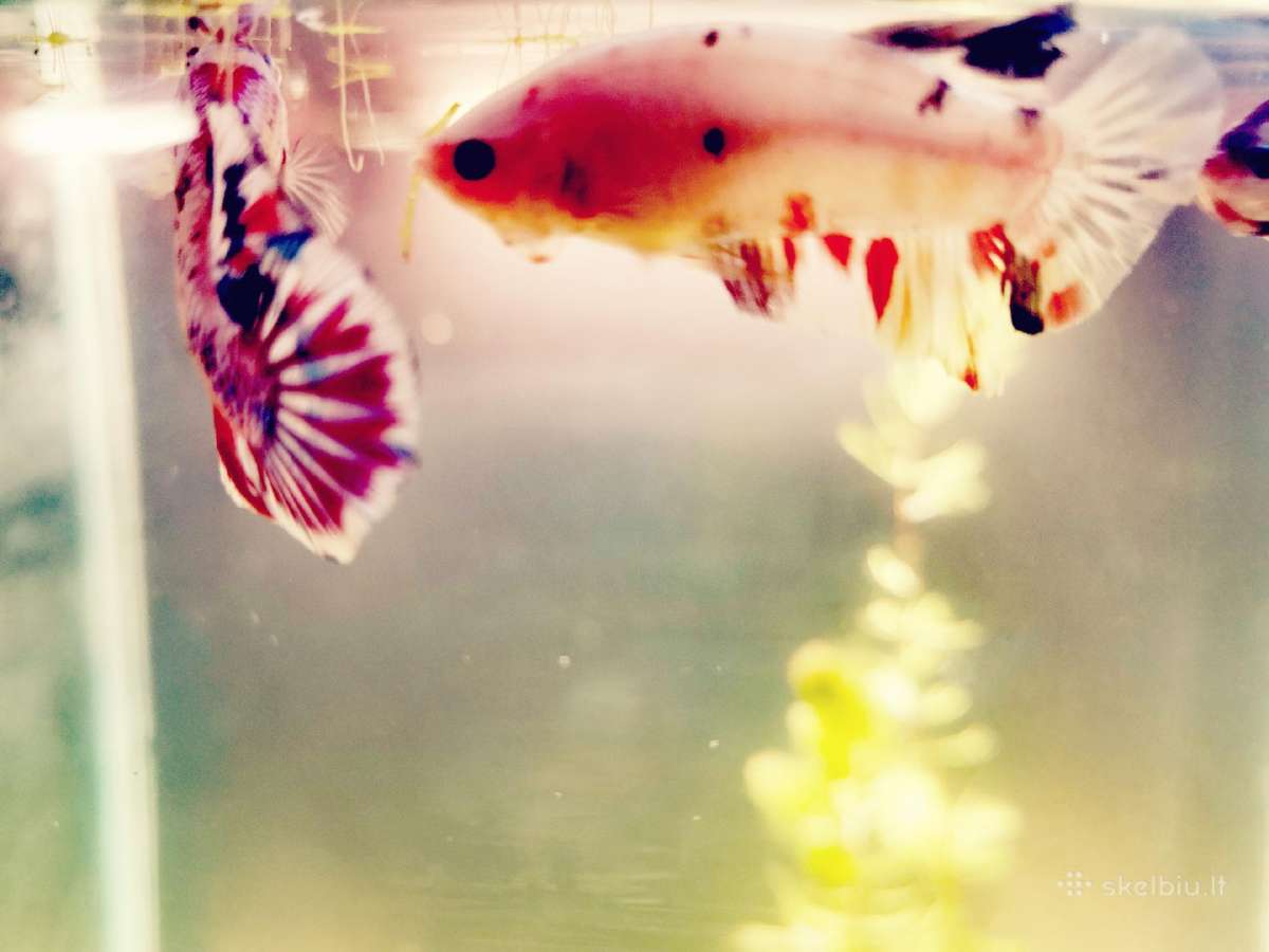 Betta //Plakat - nuotraukos Nr. 15