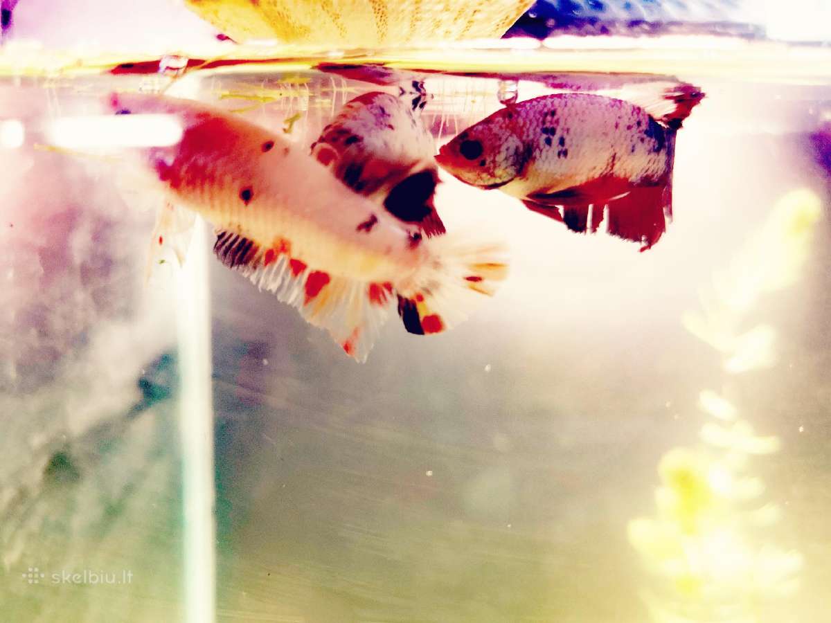 Betta //Plakat - nuotraukos Nr. 16
