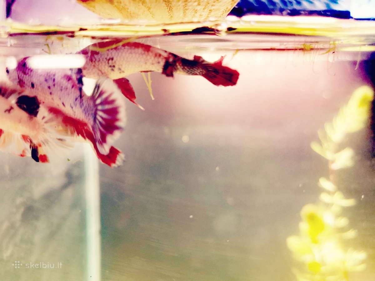 Betta //Plakat - nuotraukos Nr. 18