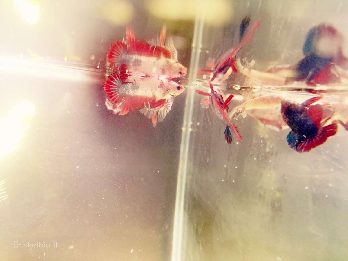 Betta //Plakat - nuotraukos Nr. 20