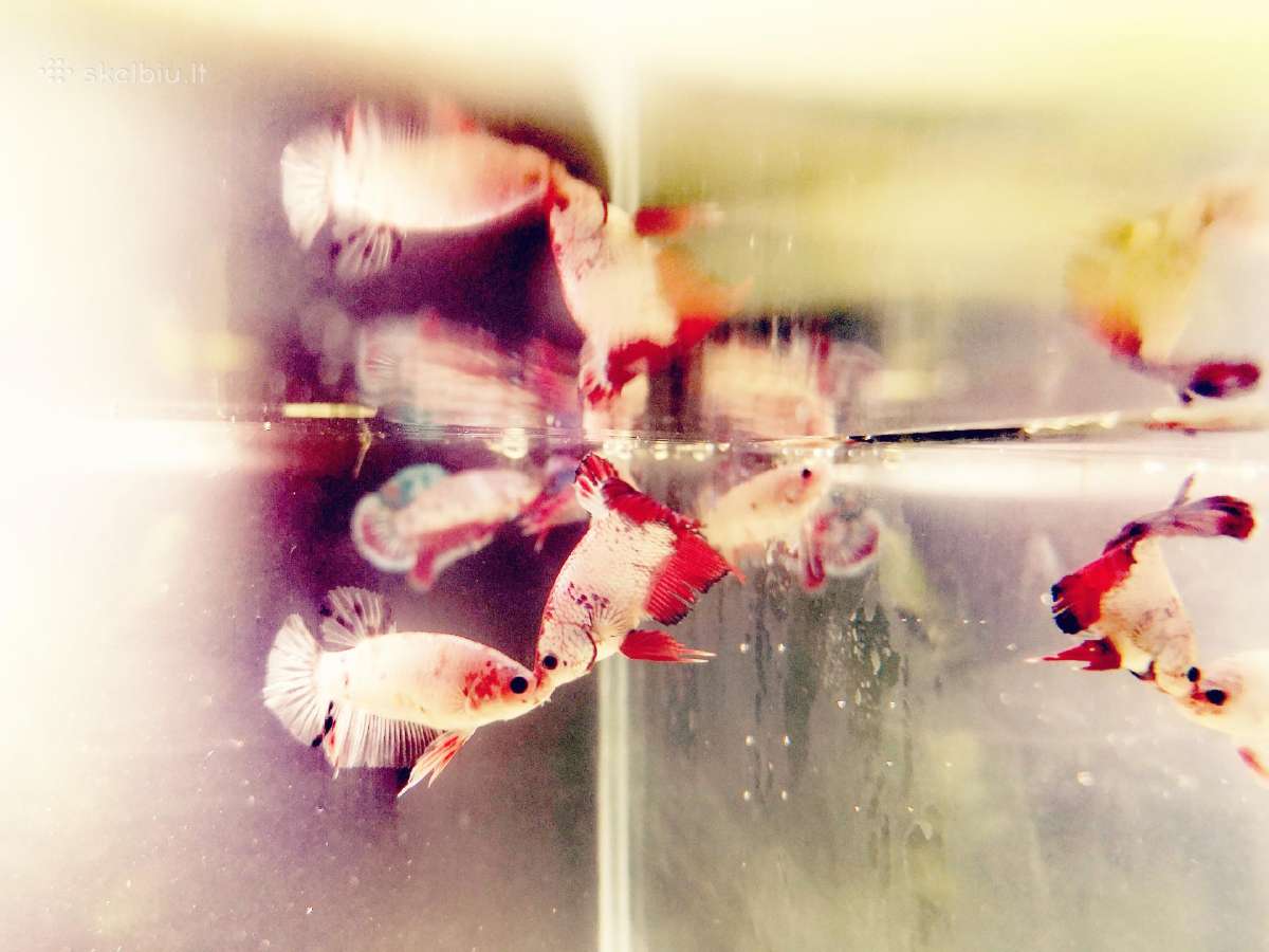 Betta //Plakat - nuotraukos Nr. 27