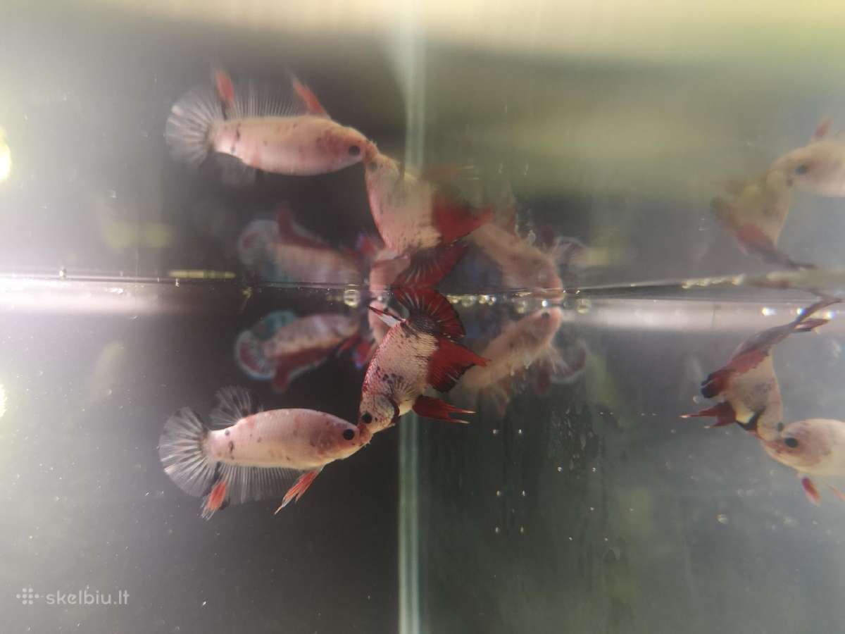 Betta //Plakat - nuotraukos Nr. 29