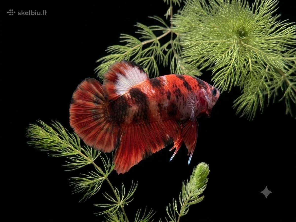 Betta //Plakat - nuotraukos Nr. 30