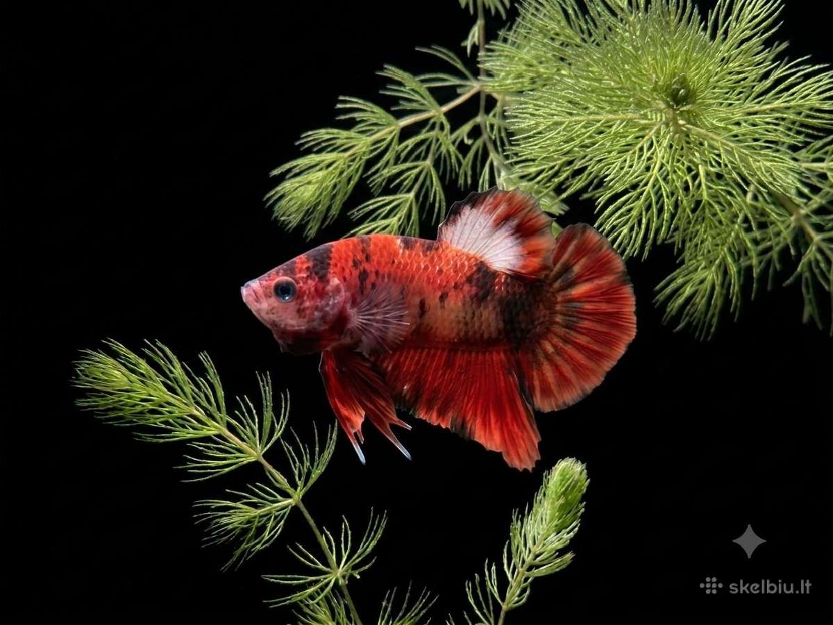 Betta //Plakat - nuotraukos Nr. 31