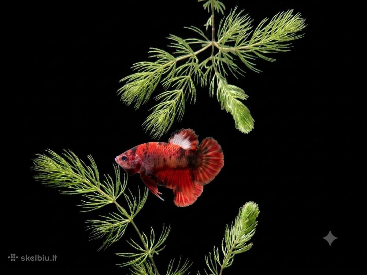 Betta //Plakat - nuotraukos Nr. 32