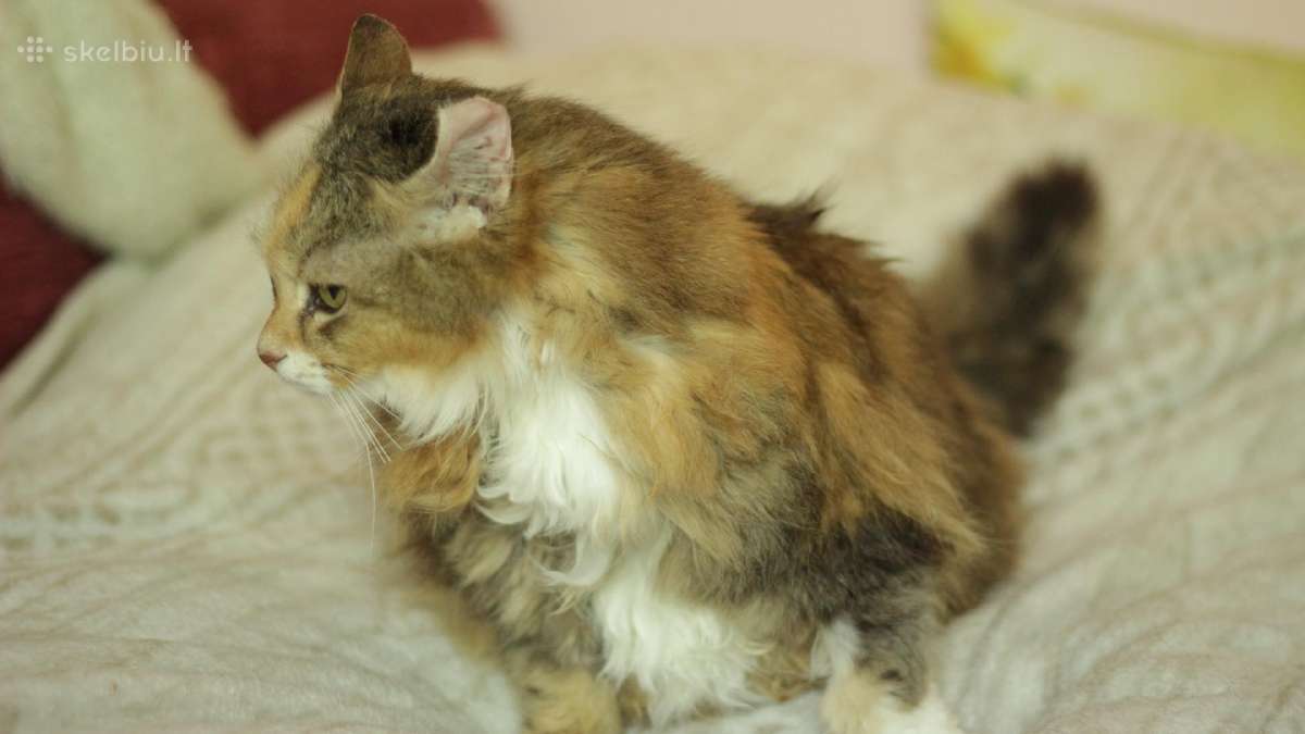 Princesė, 5m., benamėlė - nuotraukos Nr. 7