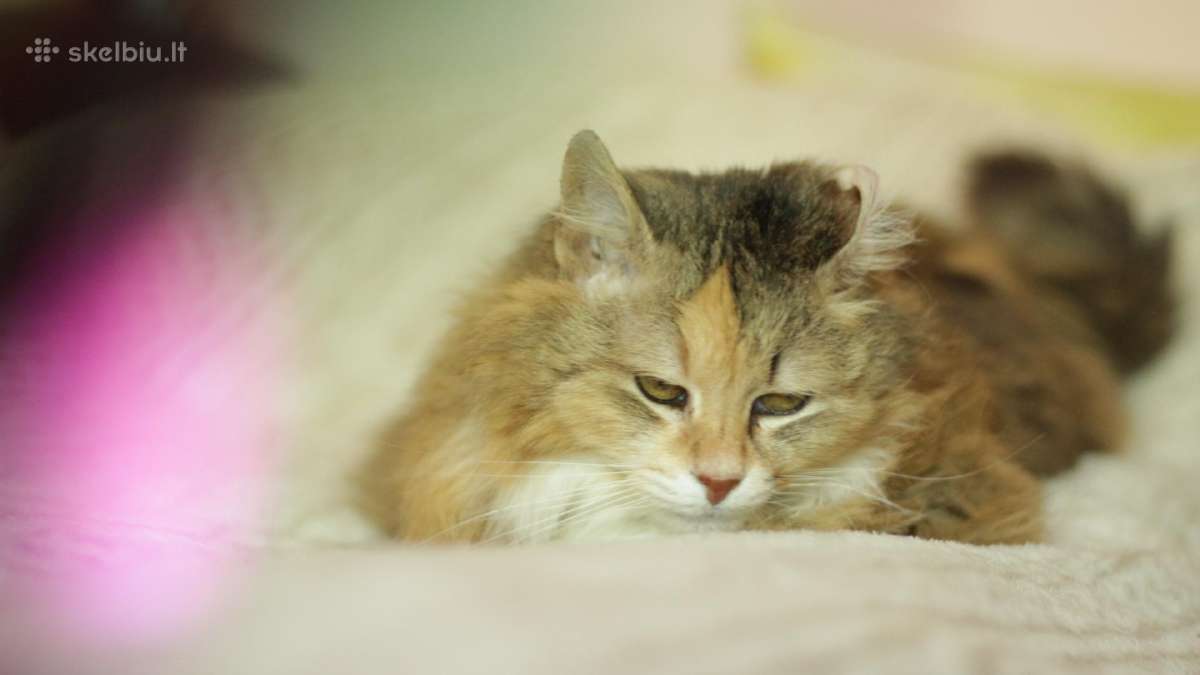 Princesė, 5m., benamėlė - nuotraukos Nr. 18