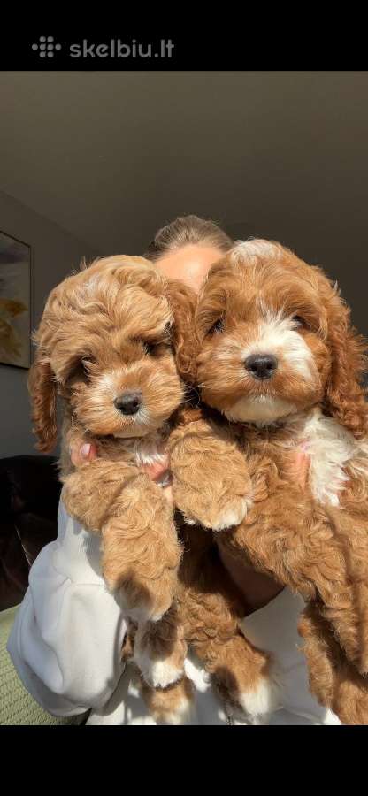 F1 Cockapoo - nuotraukos Nr. 10
